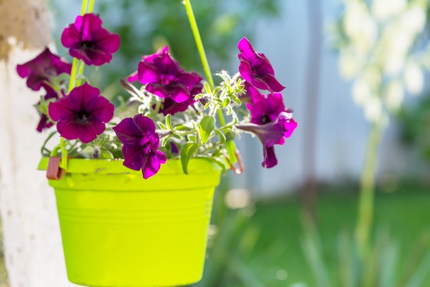 Flowers in the pot in summer garden