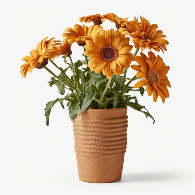 Flowers in pot on white background