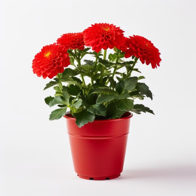 Flowers in pot on white background