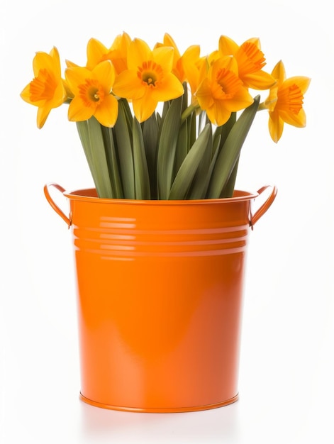 Flowers in pot on white background