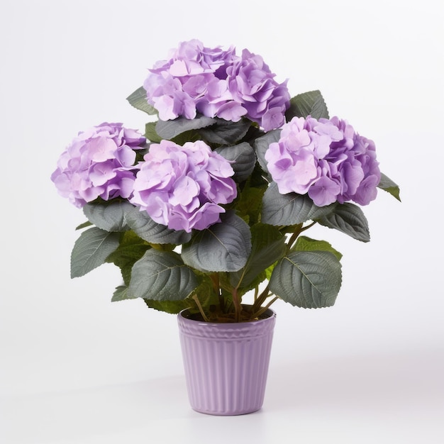 Flowers in pot on white background