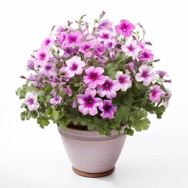 Flowers in pot on white background