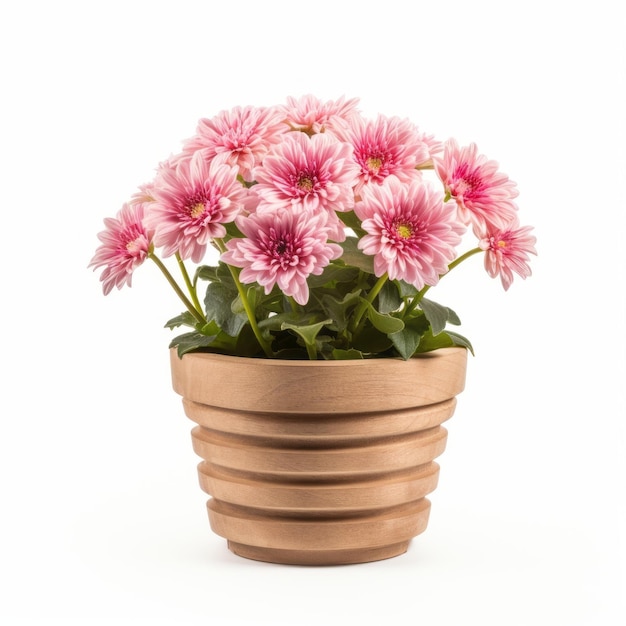 Photo flowers in pot on white background