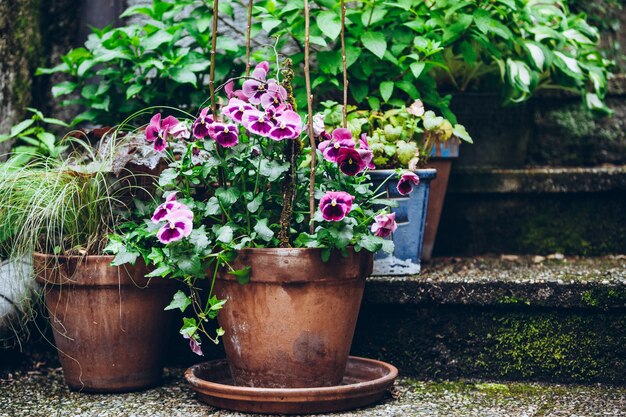 裏庭の開花期に鉢植えの花