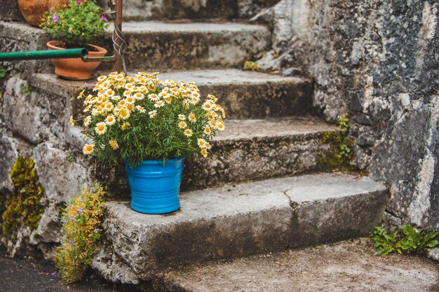 Flowers in pots at back yard blooming season