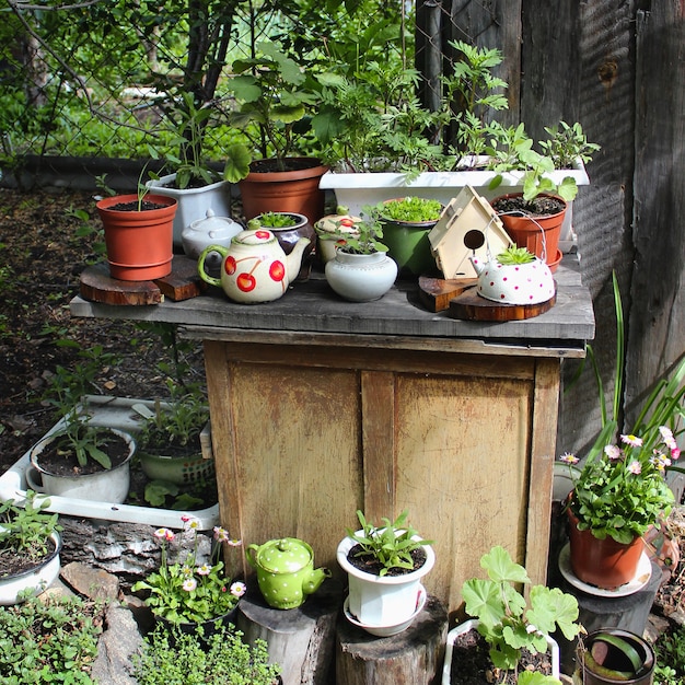 Flowers in pots garden