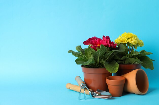 Flowers in pots and gardening tools on blue background, space for text