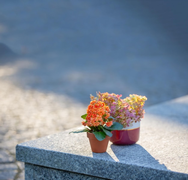 flowers in pots in sunlight outdoor