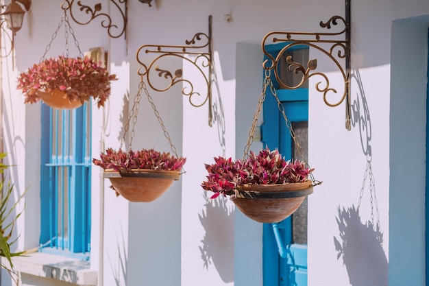 伝統的なギリシャの白塗りの壁と青い玄関ドアの鉢植えの花 不機嫌な旅行の詳細