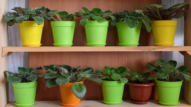 Flowers in pots on the windowsill