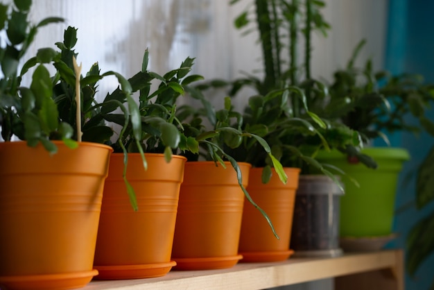 Flowers in pots on the windowsill