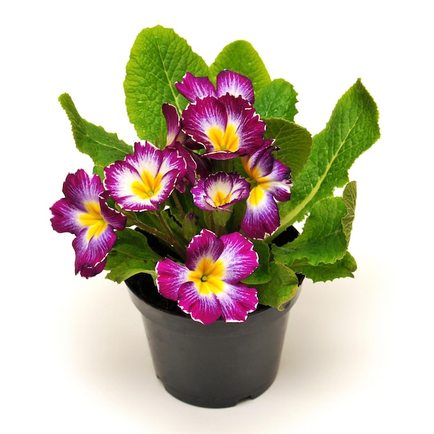Flowers primrose, primula flowers in a pot isolated on white background