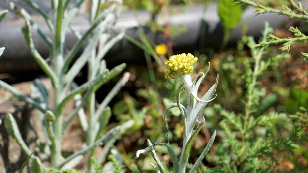 Цветы Pseudognaphalium affine, используемые для приготовления теста из рисовой муки для фестиваля Цинмин, также известного как Gnaphalium affin Helichrysum affine Gnaphalium javanicum.