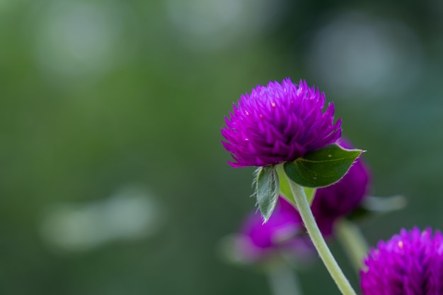 紫のローブアマランスまたは独身のボタンの花