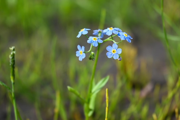 Flowers on the Putorana plateau