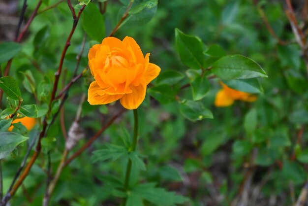 Flowers on the Putorana plateau