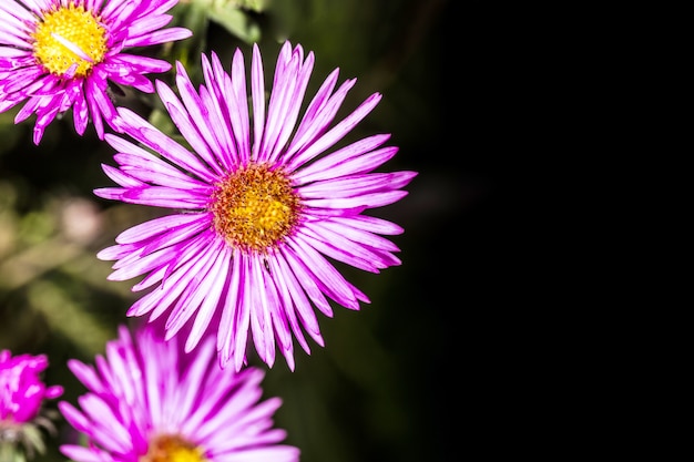 Flowers Pyrethrum on a dark with space for text