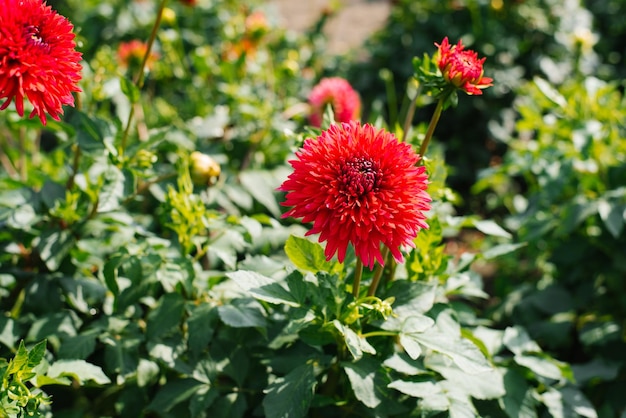 Flowers of red dahlias in the garden in summer