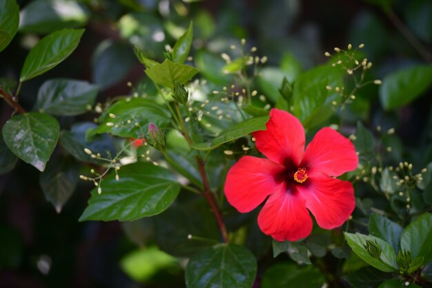 Flowers of a red hibiscus