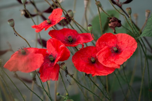 写真 花野生のフィールドに咲く赤いポピーセレクティブフォーカス灰色の背景に赤いマキ