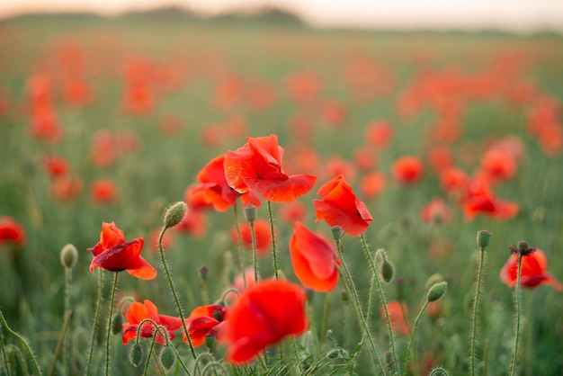 Flowers of red poppies in the field
