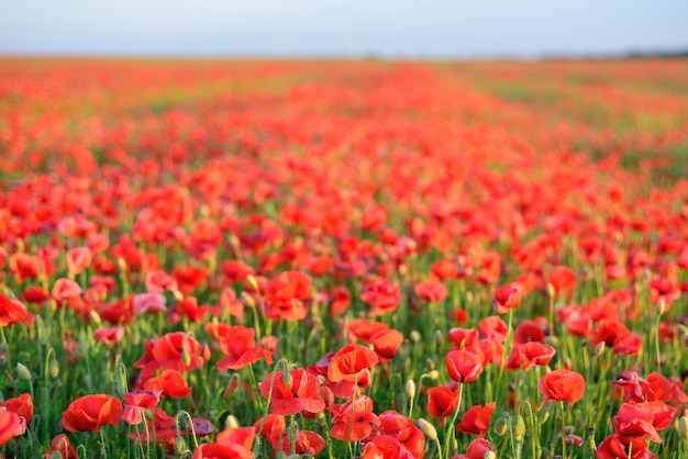 Flowers red poppies