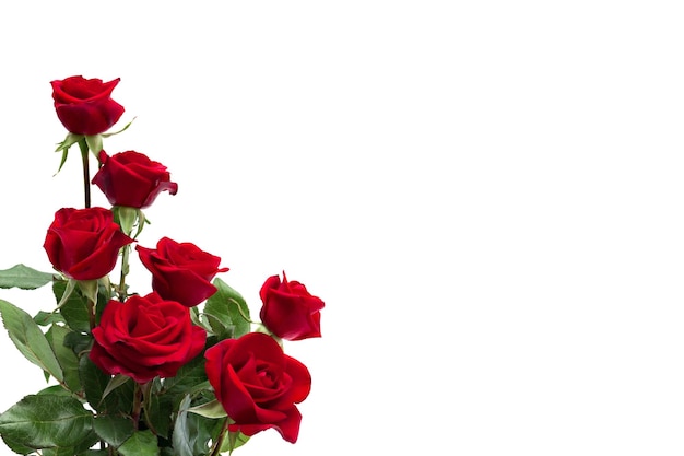 Flowers red roses on a white background with space for text