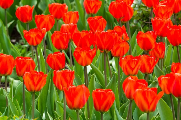 Flowers of red tulips