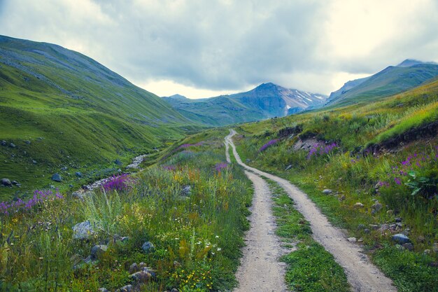 Photo flowers and road in the landscape mountain