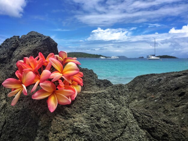 Photo flowers on rock by sea against sky