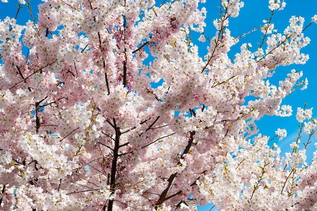 晴れた日の春の自然の桜の花