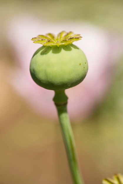 Flowers and seed pods of opium poppy plant