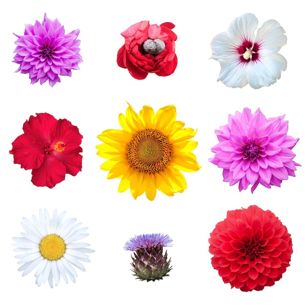 Flowers set isolated on white background