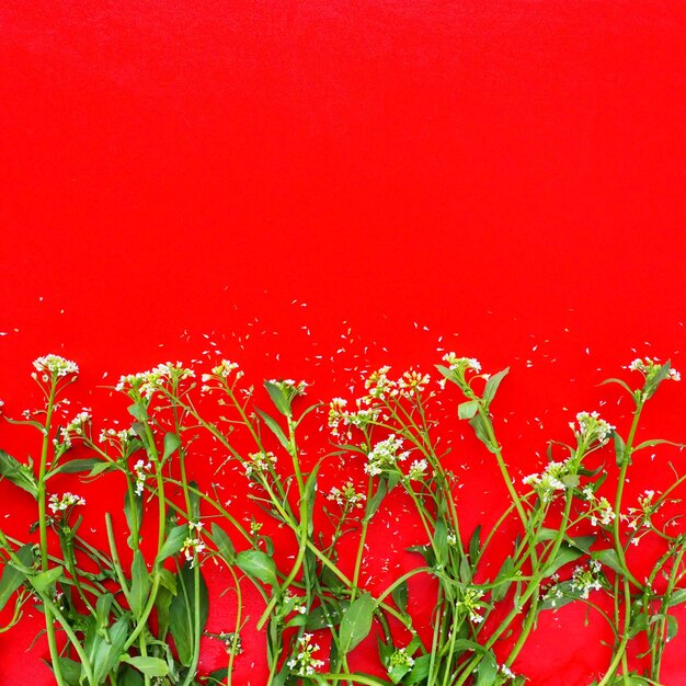 Photo flowers of shepherds purse on a red background copy space for text card for the holiday red