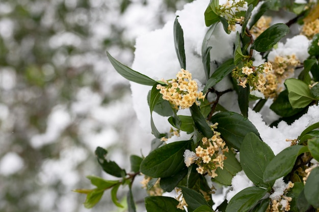 Цветки кустарника Viburnum tinus 'Gwenllian' цветение в феврале в конце зимы