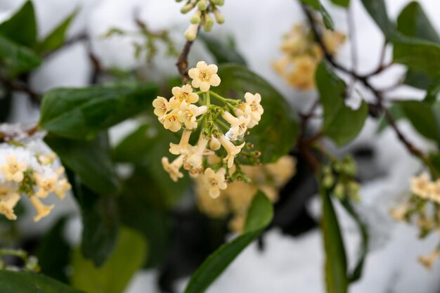 The flowers of the shrub Viburnum tinus 'Gwenllian' flowering in February at the end of winter