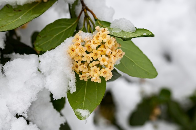 The flowers of the shrub Viburnum tinus 'Gwenllian' flowering in February at the end of winter