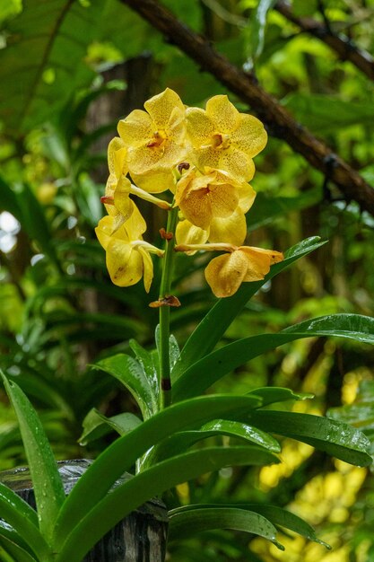 Photo flowers in singapore