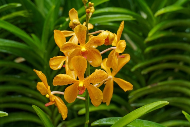 Photo flowers in singapore