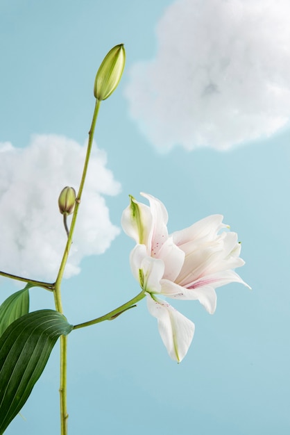 Foto disposizione del concetto di fiori nel cielo