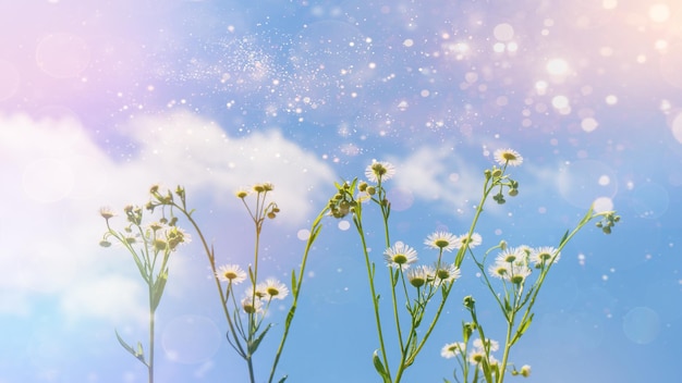 雲と青い空の空に花がく