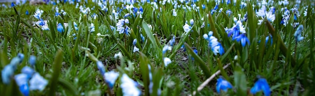 Flowers snowdrops in the field