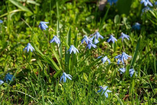 写真 庭の日差しの中の花のスノードロップ春の最初の美しいスノードロップ春の森に咲く一般的なスノードロップgalanthusnivalisスノードロップが閉じる