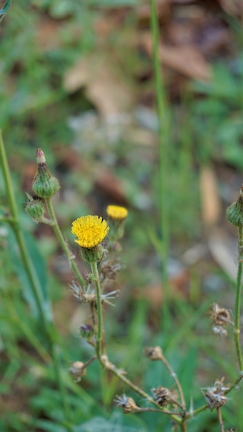 가시 엉겅퀴라고도 알려진 Sonchus asper의 꽃 거친 우유 엉겅퀴 등