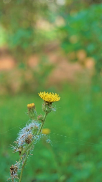 가시 엉겅퀴라고도 알려진 Sonchus asper의 꽃 거친 우유 엉겅퀴 등