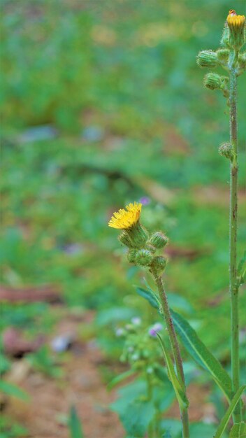 가시 엉겅퀴라고도 알려진 Sonchus asper의 꽃 거친 우유 엉겅퀴 등