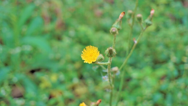 가시 엉겅퀴라고도 알려진 Sonchus asper의 꽃 거친 우유 엉겅퀴 등