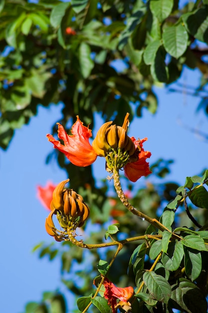 Flowers of a Spathodea campanulata