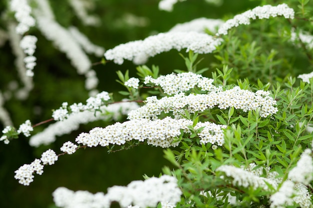 봄 정원에서 피는 꽃 Spiraea. 원예. 집과 마당.