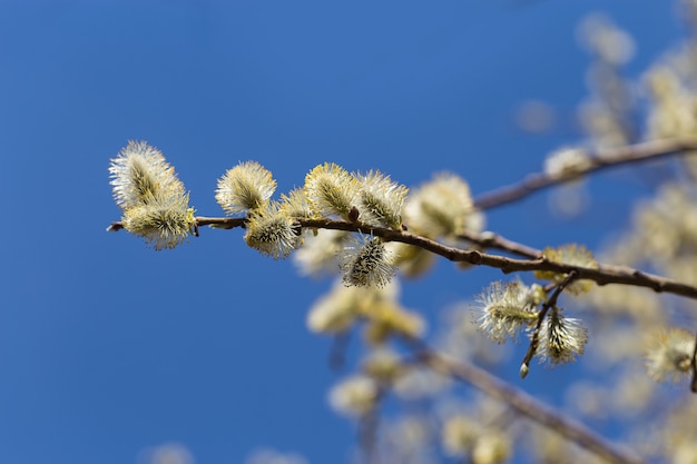 晴れた日の春のハンノキの花。